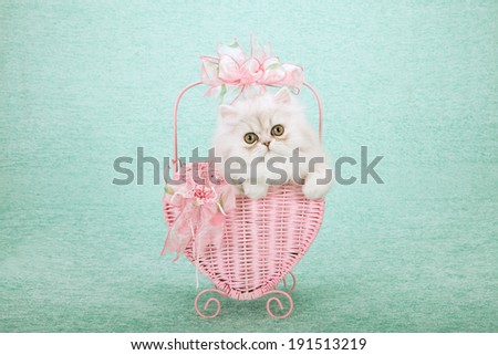 Silver Chinchilla kitten sitting inside pink heart shaped basket decorated with pink bows on light green background