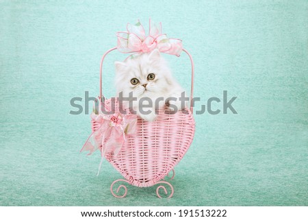 Silver Chinchilla kitten sitting inside pink heart shaped basket decorated with pink bows on light green background