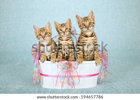 Bengal kittens sitting inside white basket decorated with bows and ribbons on pale blue background