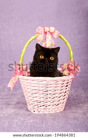 Black exotic cat sitting inside pink basket on light purple background