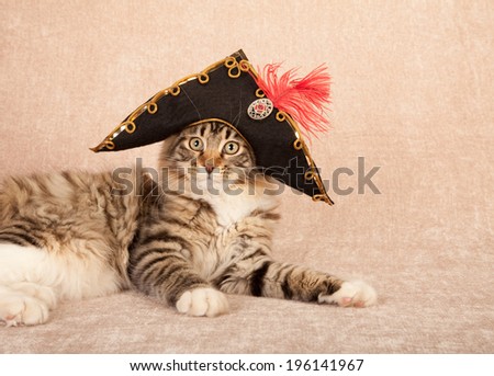 Cute and pretty kitten wearing black feather hat, lying down on black and white polka dot background
