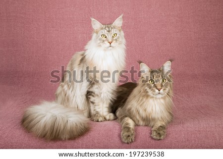 Maine Coon cats lying down on mauve dusty pink background