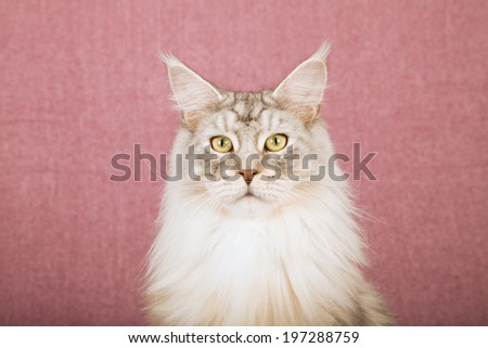 Close-up portrait of adult Maine Coon sitting on dusty pink mauve background