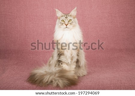 Adult Maine Coon sitting on dusty pink mauve background