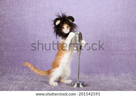 Comical funny kitten with black lion cap wig standing on hind legs holding onto fake vintage microphone on stand, on light purple lilac background
