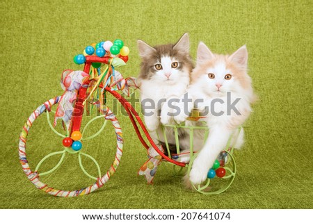 Norwegian Forest Cat kitten sitting inside tricycle cart decorated with ribbons bows and miniature balloons on green background