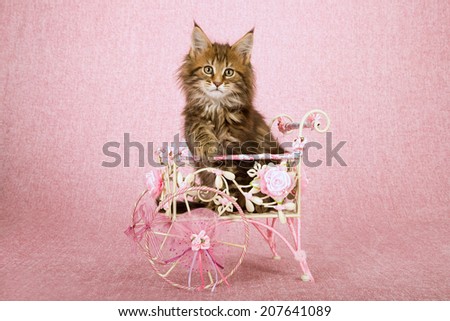 Maine Coon kitten sitting inside white metal cart decorated with pink floral ribbon and flowers on pink background