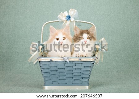 Norwegian Forest Cat kittens sitting inside Wedgwood blue basket decorated with ribbons and bows on light blue green background