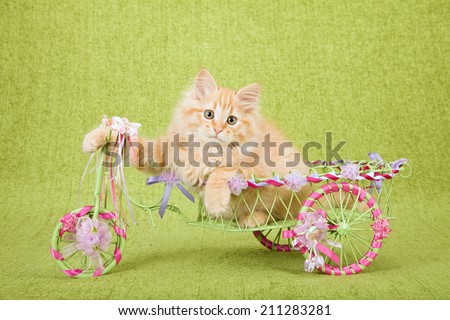 Siberian Forest Cat kitten sitting inside tricycle with flatbed decorated with ribbons and bows, on green background