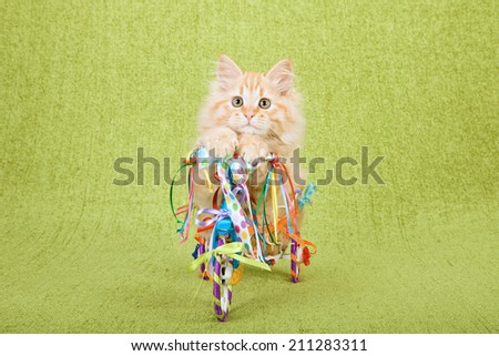 Siberian Forest Cat kitten sitting on tricycle decorated with lots of colourful ribbons and bows on green background