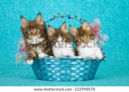 Three Maine Coon kittens sitting inside blue Christmas basket decorated with colourful bows, ribbons and beads on blue background