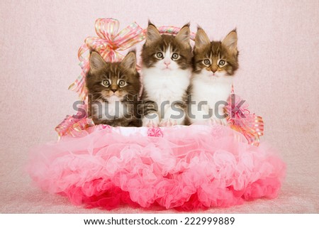 Three Maine Coon kittens sitting inside pink tutu decorated basket on pink background