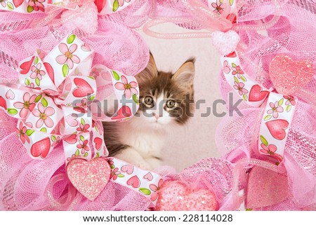 Valentine Maine Coon kitten peeping from behind pink wreath on pink background
