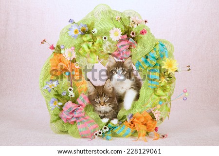 Maine Coon kittens sitting inside green Spring wreath decorated with flowers ribbons and bows on pink background