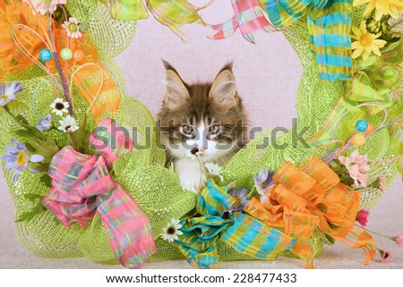 Maine Coon kitten smelling a flower while sitting inside green Spring wreath decorated with flowers ribbons and bows on pink background