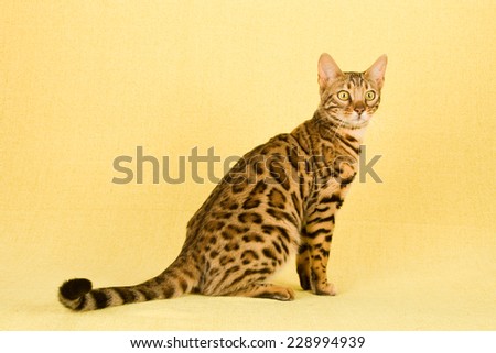 Bengal cat showing off beautiful pattern on yellow background