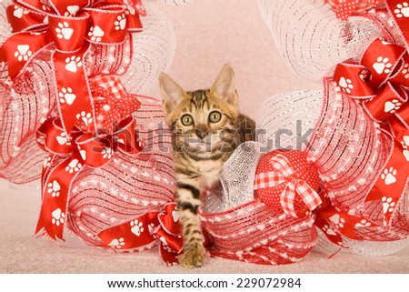 Bengal kitten inside red and white wreath with paw print ribbon on light pink background