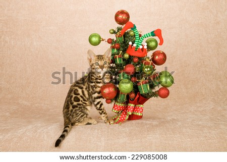 Christmas Bengal cat kitten with colourful decorated Christmas tree on beige background