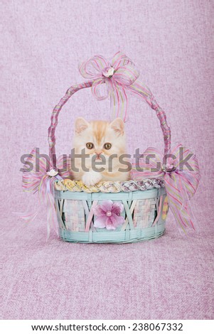 Exotic kitten sitting inside blue and pink basket on pink background