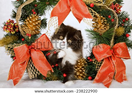 Christmas black and white Persian kitten sitting inside Christmas wreath on white fake faux fur background