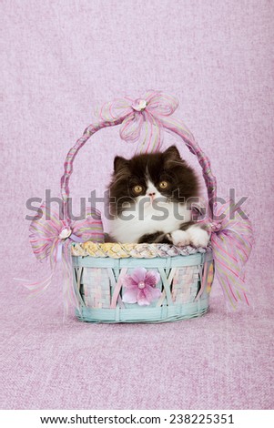 Black and white Persian kitten sitting inside blue and pink basket on pink background