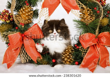 Christmas black and white Persian kitten sitting inside Christmas wreath on white fake faux fur background