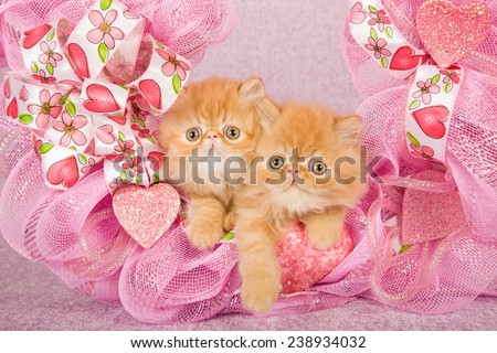 Valentine Persian kittens sitting inside pink Valentine wreath on pink background