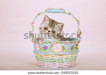 Exotic kitten sitting inside Spring floral decorated basket on light pink background