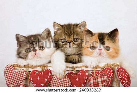 Exotic and Persian kittens sitting inside white basket decorated with red hanging hearts on white fake faux fur background