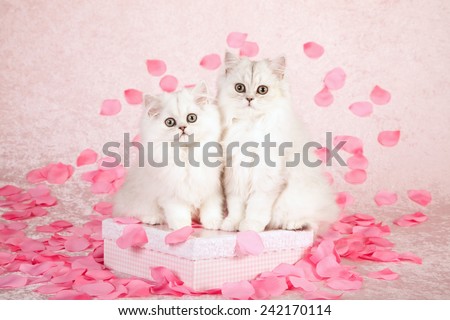 Valentine Chinchilla kittens sitting on pink gift box with silk pink rose petals on light pink background