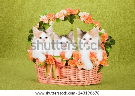 Three Norwegian Forest Cat kittens sitting inside peach basket decorated with silk peach rose flowers on lime green background