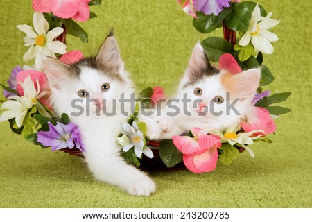 Norwegian Forest Cat kittens sitting inside Spring basket decorated with silk flowers on lime green background