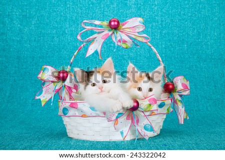 Two Norwegian Forest Cat kittens sitting inside white birthday basket on bright blue background