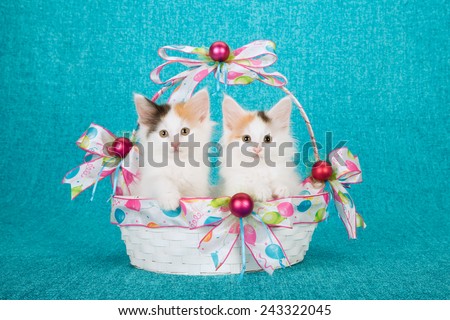 Two Norwegian Forest Cat kittens sitting inside white birthday basket on bright blue background