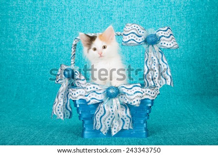 Norwegian Forest Cat kittens sitting inside bright blue basket decorated with glitter silver white and blue ribbon on blue background