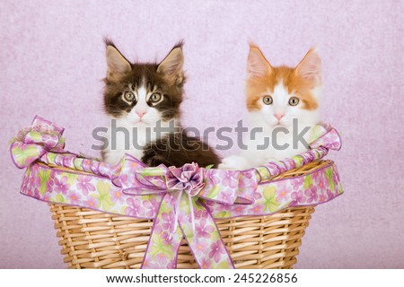 Maine Coon kittens sitting inside lavender lilac light pink decorated basket on light pink background