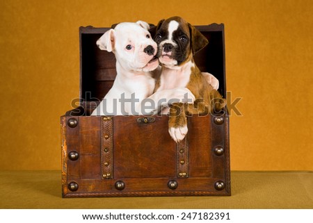 Two Boxer puppies hugging each other while sitting in a wooden box