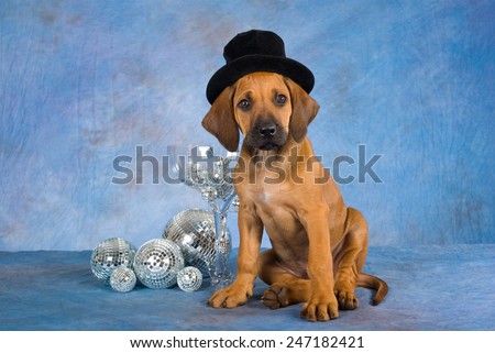 New Year Rhodesian Ridgeback puppy wearing top hat with large glass and mirror balls on blue mottled background