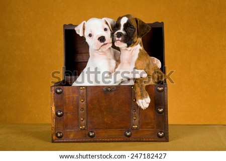 Two Boxer puppies hugging each other while sitting in a wooden box