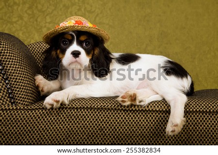 Cavalier King Charles Spaniel puppy lying down on chaise couch sofa wearing straw floral hat on green background