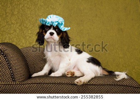Cavalier King Charles Spaniel puppy lying down on chaise couch sofa wearing blue hat on green background