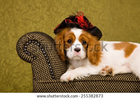 Cavalier King Charles Spaniel puppy lying down on chaise couch sofa wearing black and red hat on green background