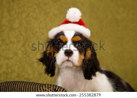 Cavalier King Charles Spaniel puppy lying down on chaise couch sofa wearing Santa cap hat on green background
