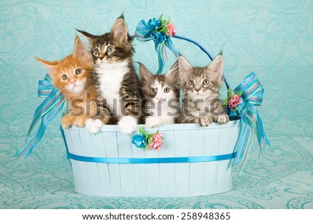 Four Maine Coon kittens sitting inside large oval blue basket on blue background