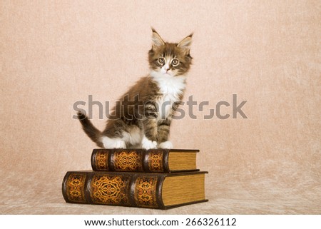 Maine Coon kitten sitting on leather bound books against beige background