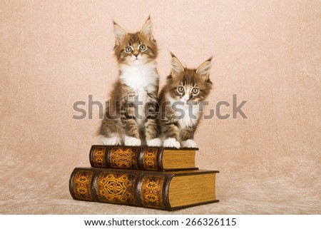 Maine Coon kittens sitting on leather bound books against beige background