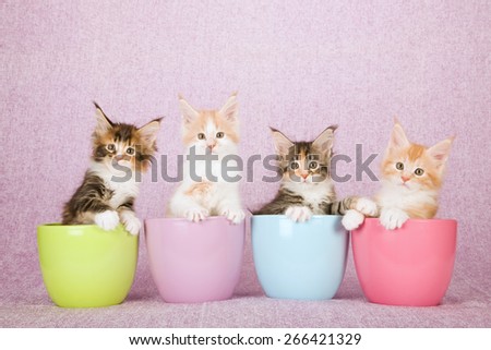 Four Maine Coon kittens sitting inside pastel pots containers on pink background