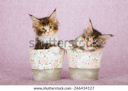 Two Maine Coon kittens sitting inside floral crackle pots on pink lilac background