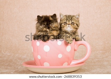 Persian and Exotic kittens sitting inside large pink cup with white polka dots on beige background