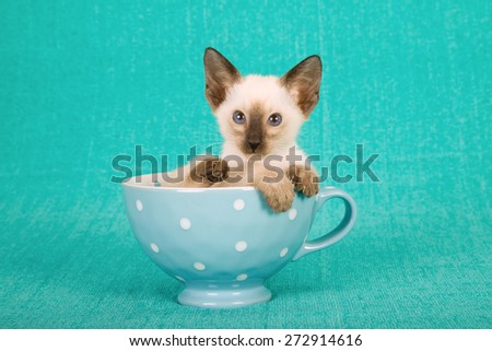 Seal Siamese kitten sitting inside blue polka dot cup on blue background
